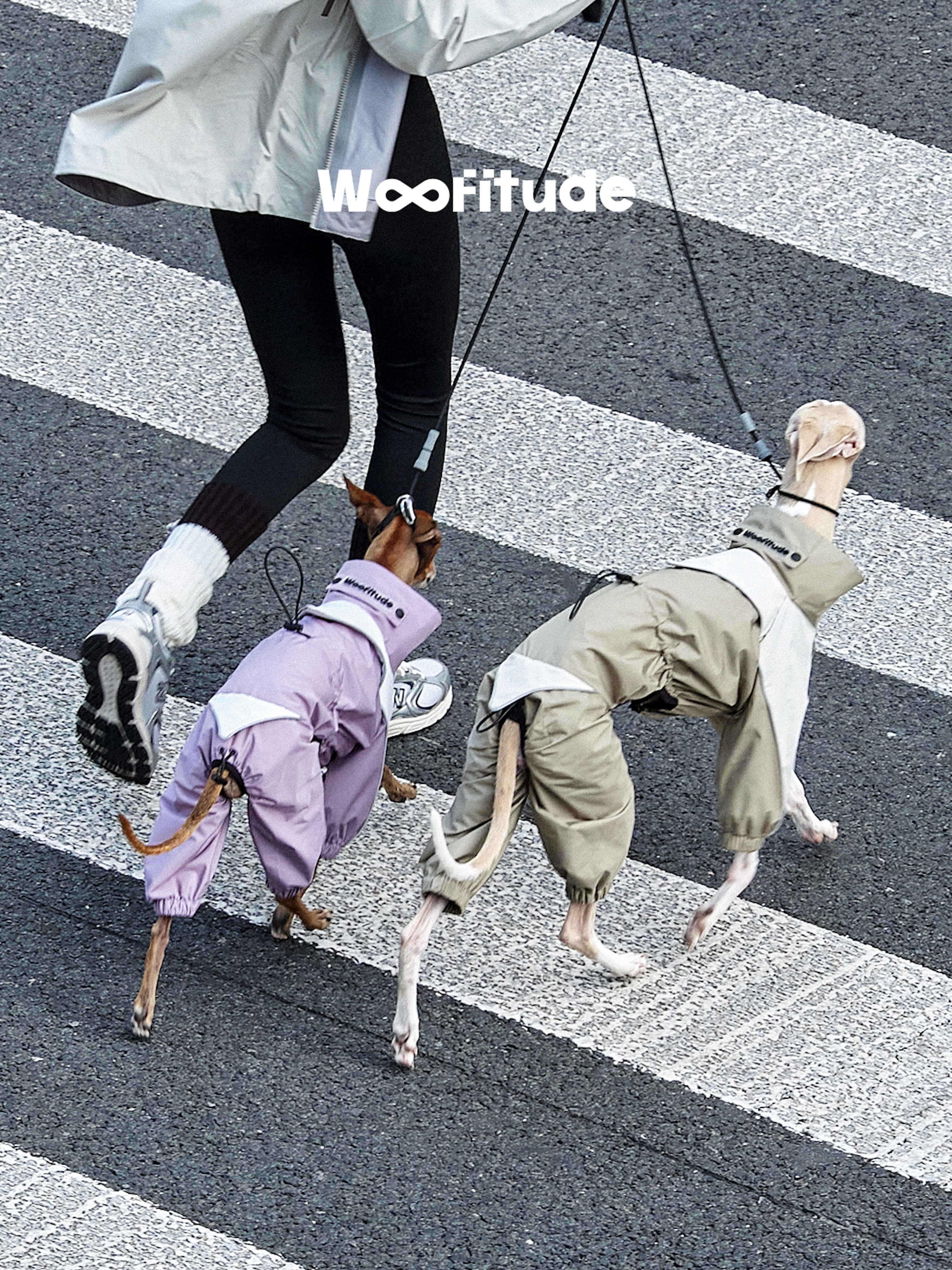 Rear view of dogs walking across a crosswalk in lightweight waterproof dog jackets, highlighting flexible movement and urban outdoor use.