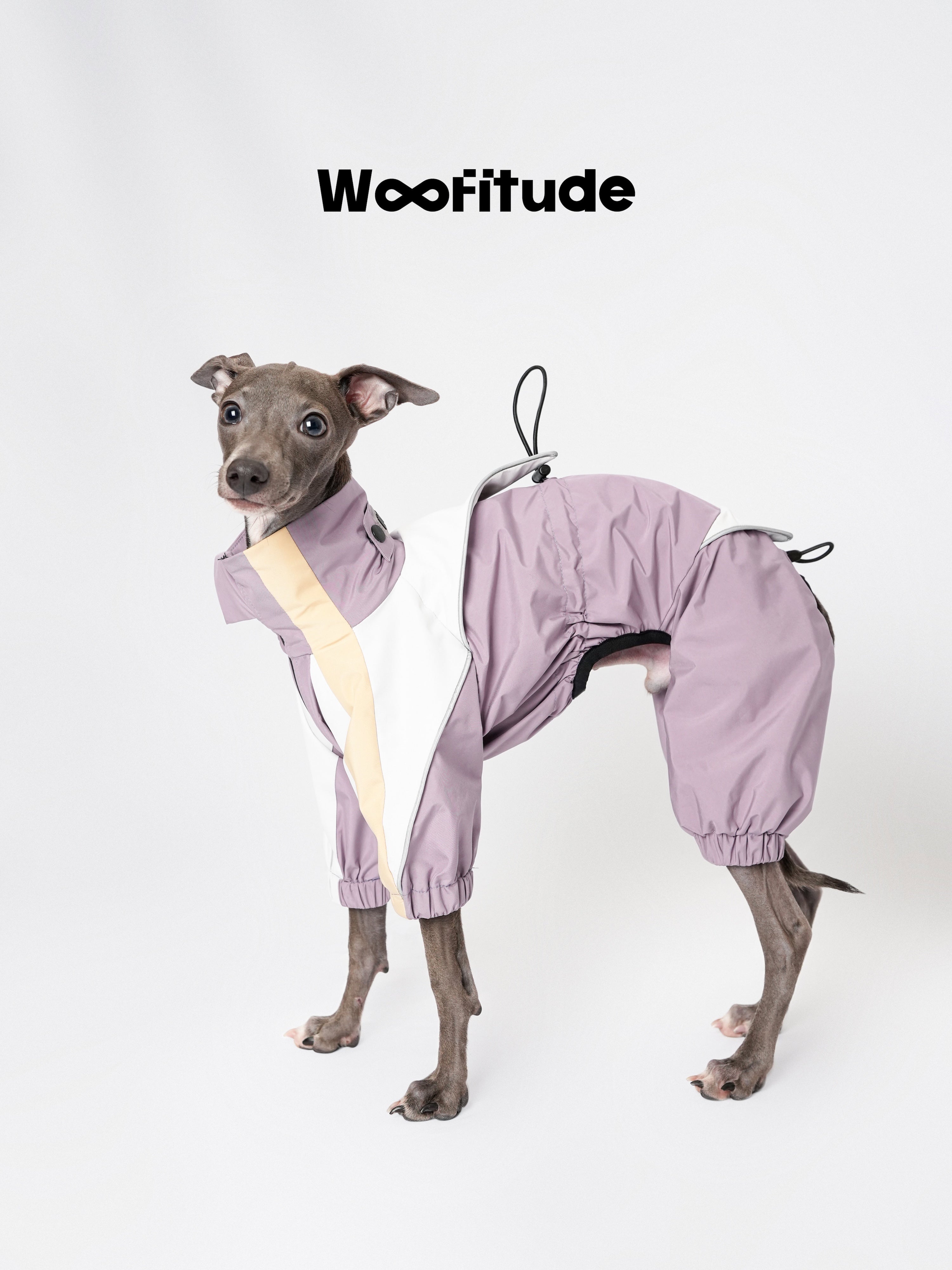 Italian Greyhound wearing a lightweight dog jacket, showing streamlined fit and breathable waterproof fabric.