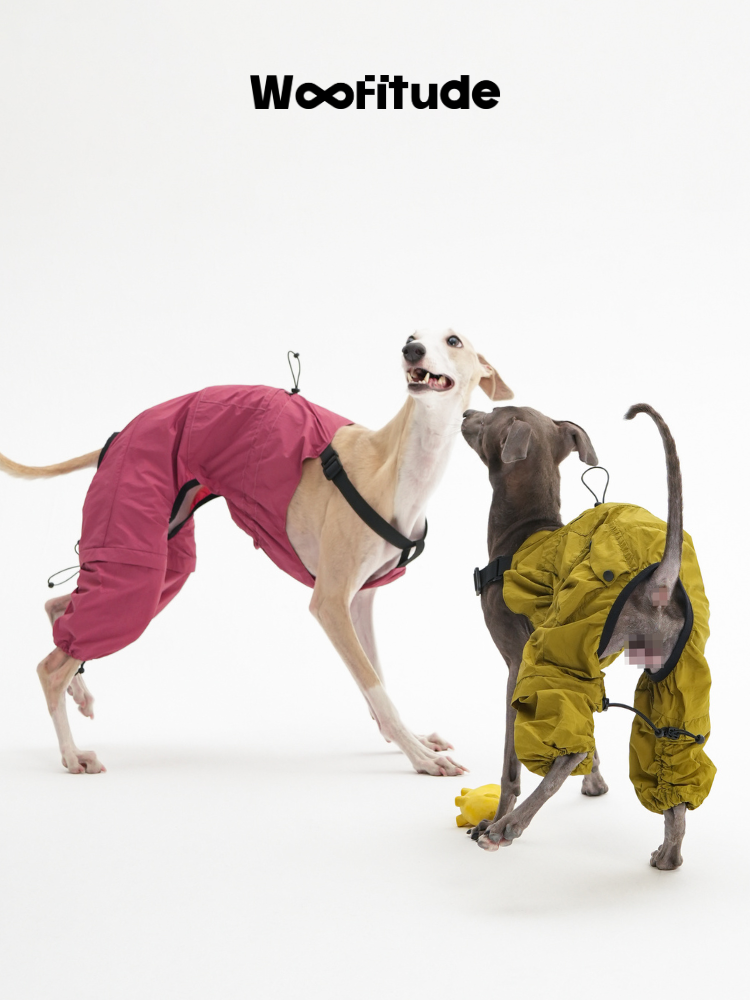 Two Italian Greyhounds wearing pink and yellow nylon dog overalls, interacting playfully in a studio setting.