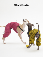 Two Italian Greyhounds wearing pink and yellow nylon dog overalls, interacting playfully in a studio setting.