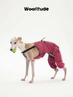 Italian Greyhound wearing a pink nylon dog overall while holding a ball, showing lightweight full-body coverage and adjustable fit.