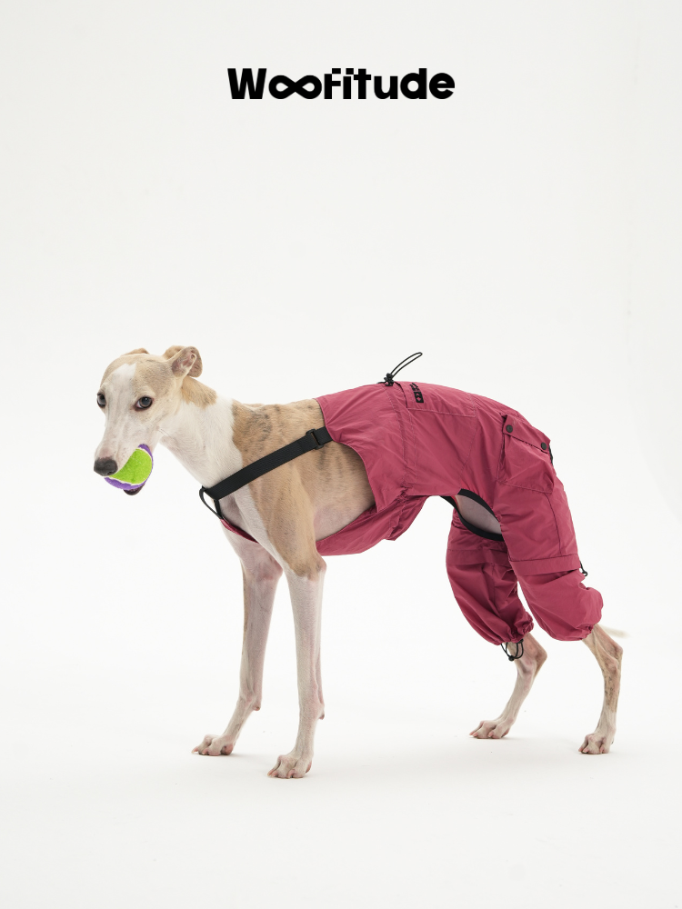Italian Greyhound wearing a pink nylon dog overall while holding a ball, showing lightweight full-body coverage and adjustable fit.