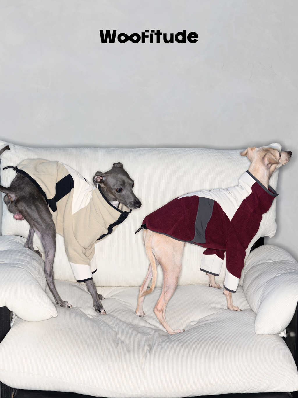 Two Italian Greyhounds wearing beige and burgundy polar fleece dog jumpers standing on a sofa indoors.