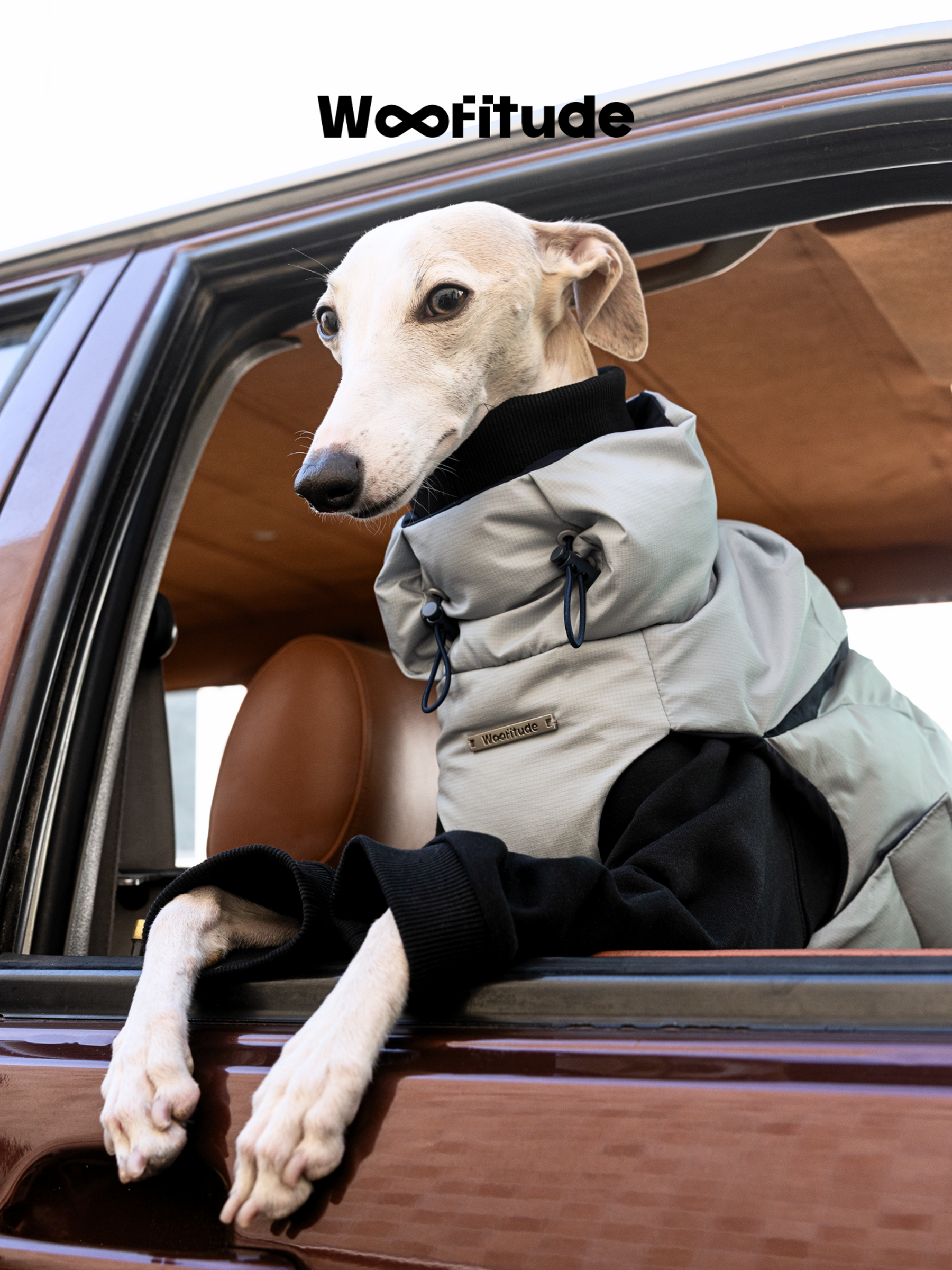 Elegant sighthound leaning out of a car window, wearing Woofitude premium dog puffer vest in light grey and black. Features custom leash ring and sculpted back design.