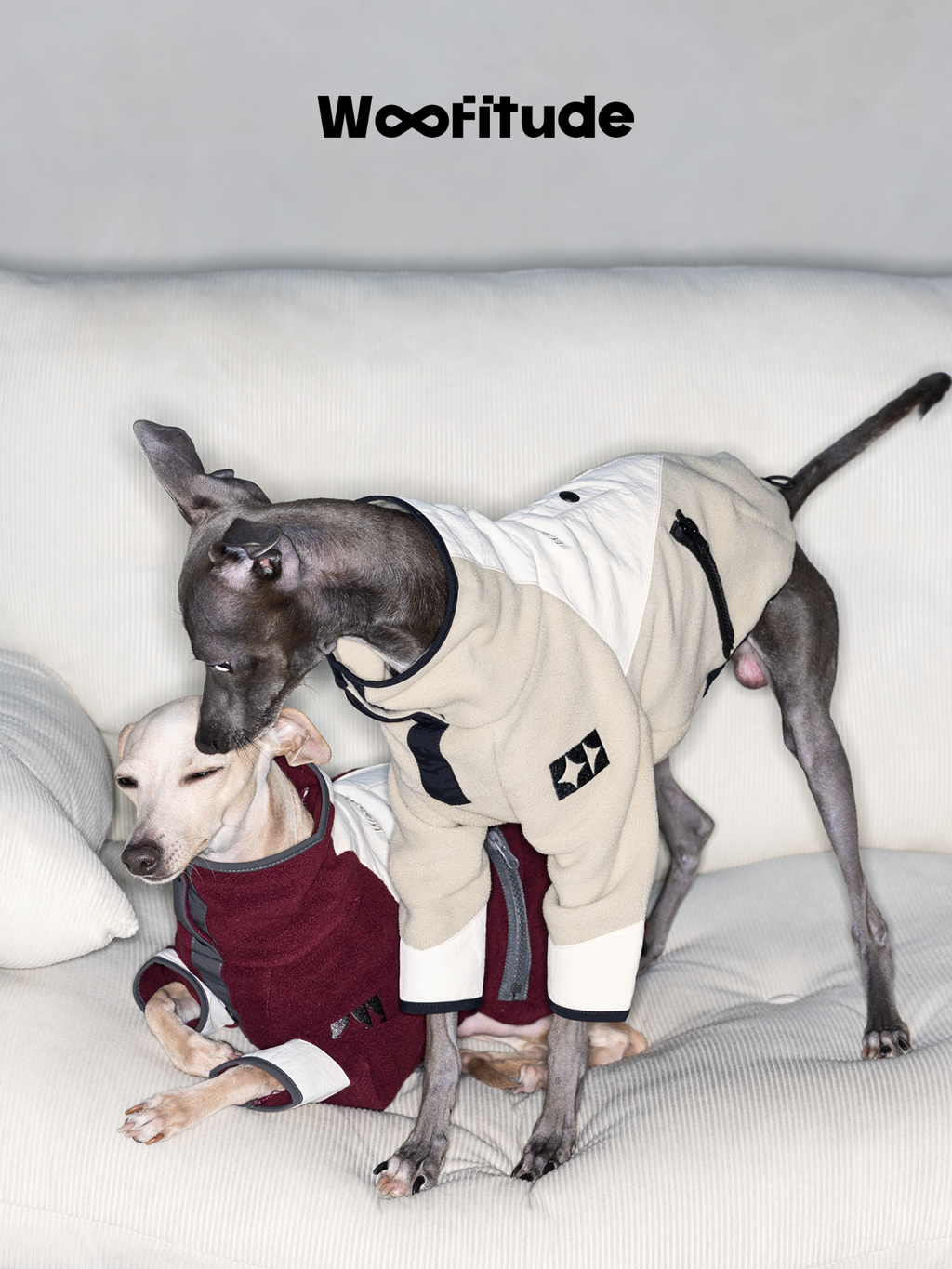 Two sighthounds interacting on a sofa while wearing soft polar fleece dog jumpers for everyday comfort.