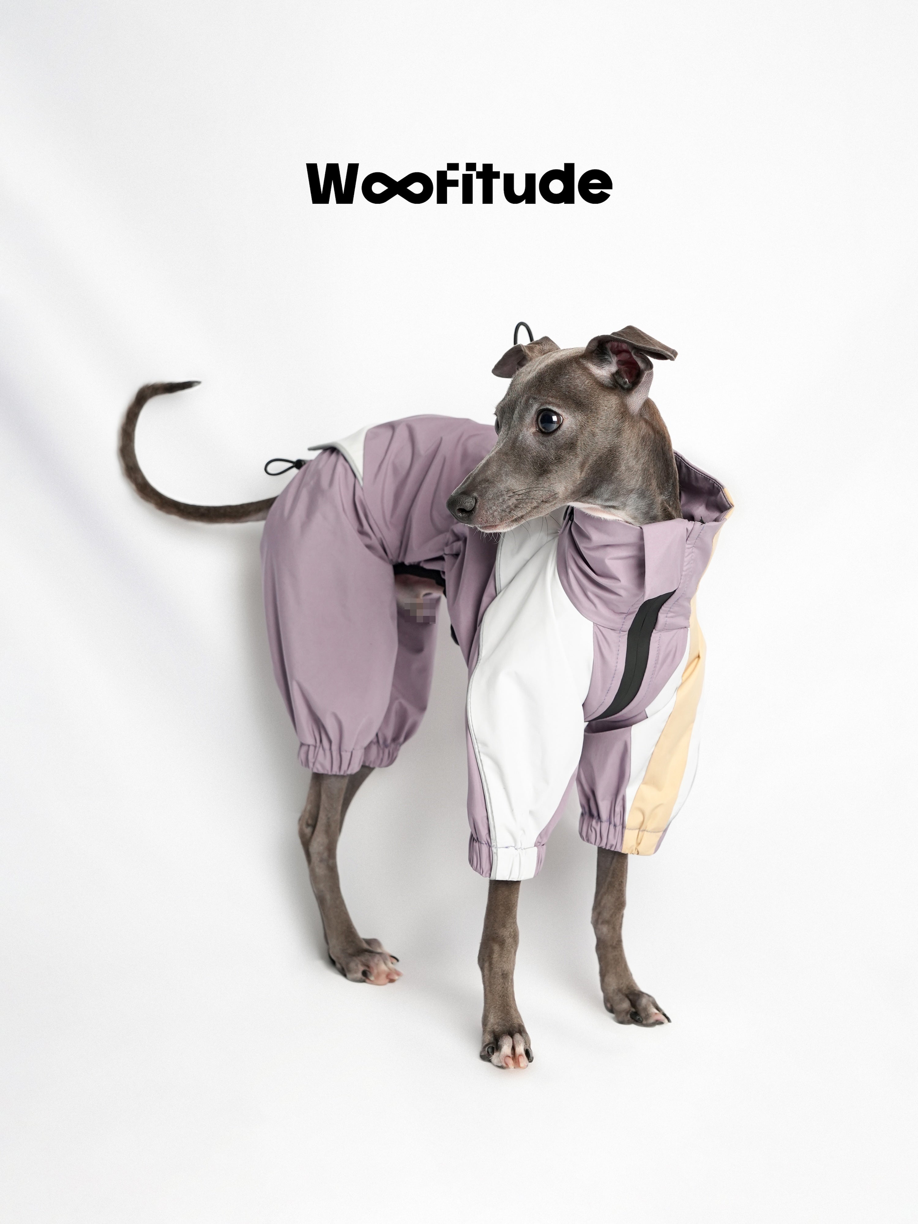 Full view of a dog wearing a technical lightweight jacket, designed for urban outdoor use with weather protection.