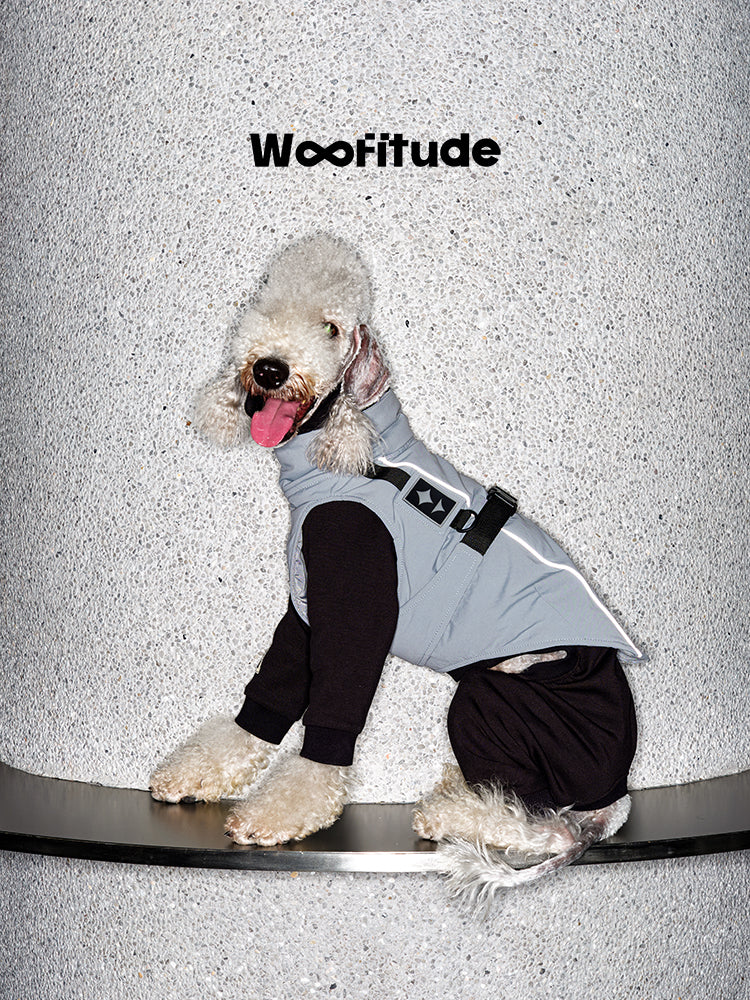 Grey technical dog suit designed for cold weather, featuring full-body protection, flexible leg fit, and a functional outdoor silhouette.