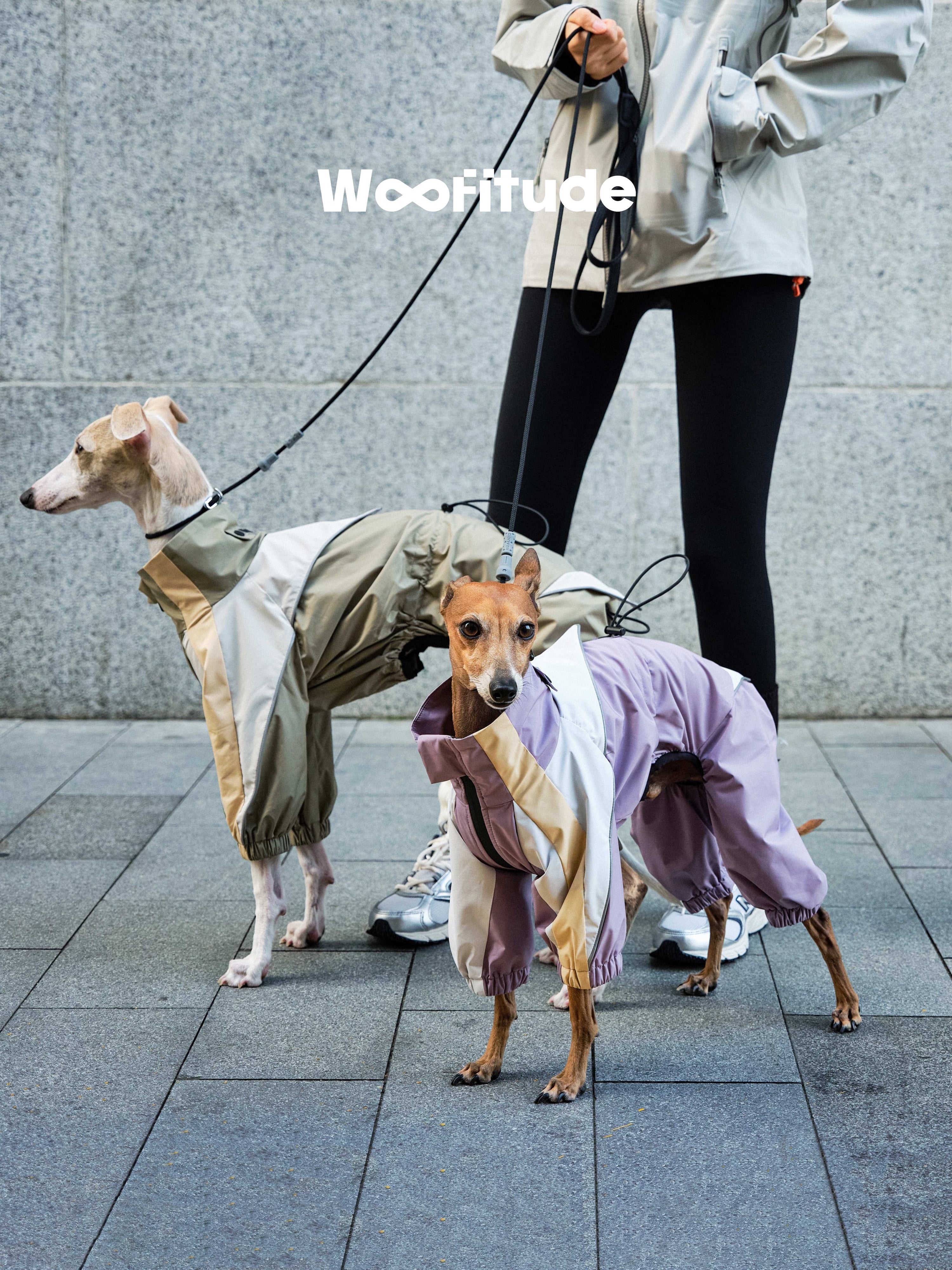 Two dogs wearing lightweight dog jackets during an urban walk, showing waterproof fabric and full coverage fit in a city environment.