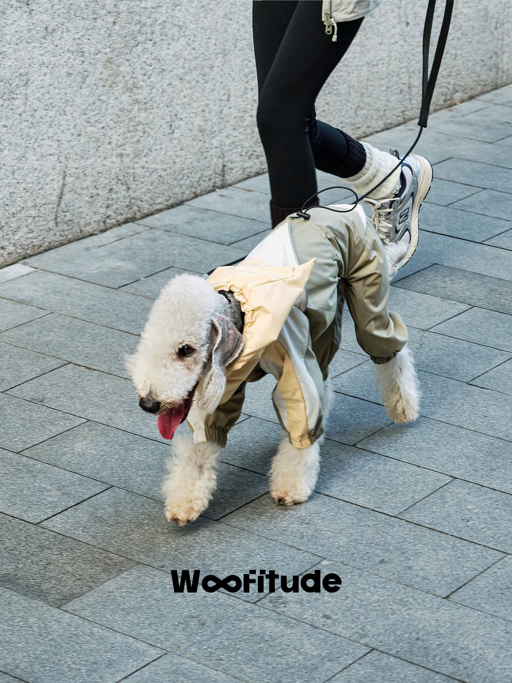 Dog wearing a waterproof lightweight jacket while walking outdoors, featuring breathable fabric and adjustable fit.
