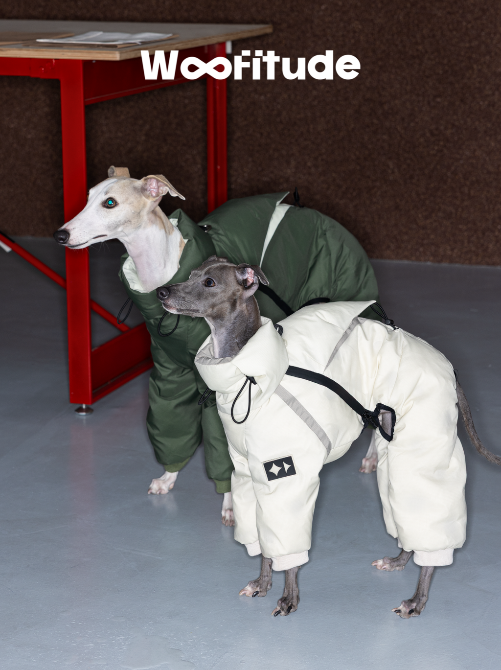 Two Italian Greyhounds wearing cream and green winter dog down suits with full-body coverage. The padded design provides warmth while allowing natural movement indoors.