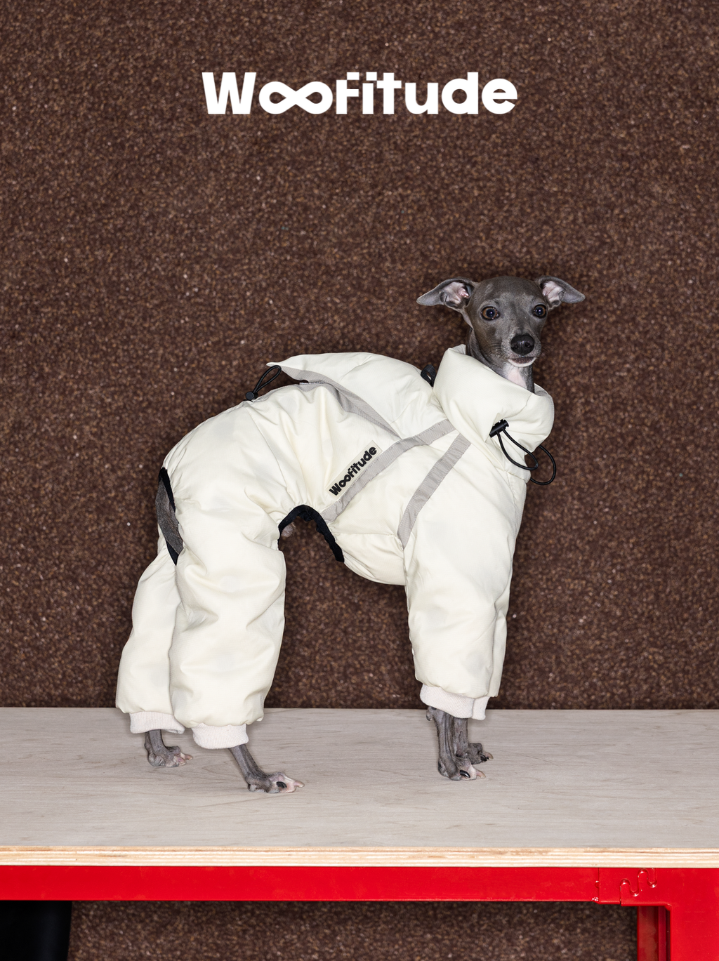 Italian Greyhound modeling a winter dog down suit on a table, highlighting the full-coverage padded design made with durable Nylon 66 fabric for outdoor and indoor use.