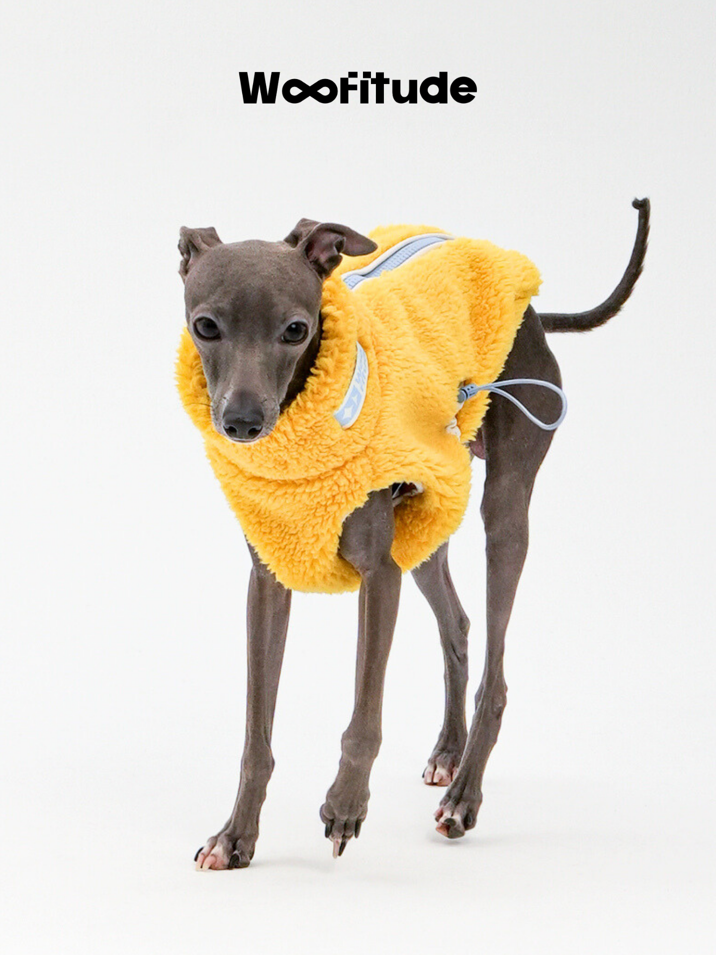  Italian Greyhound wearing a yellow lamb fleece dog vest, highlighting soft fabric and lightweight warmth.