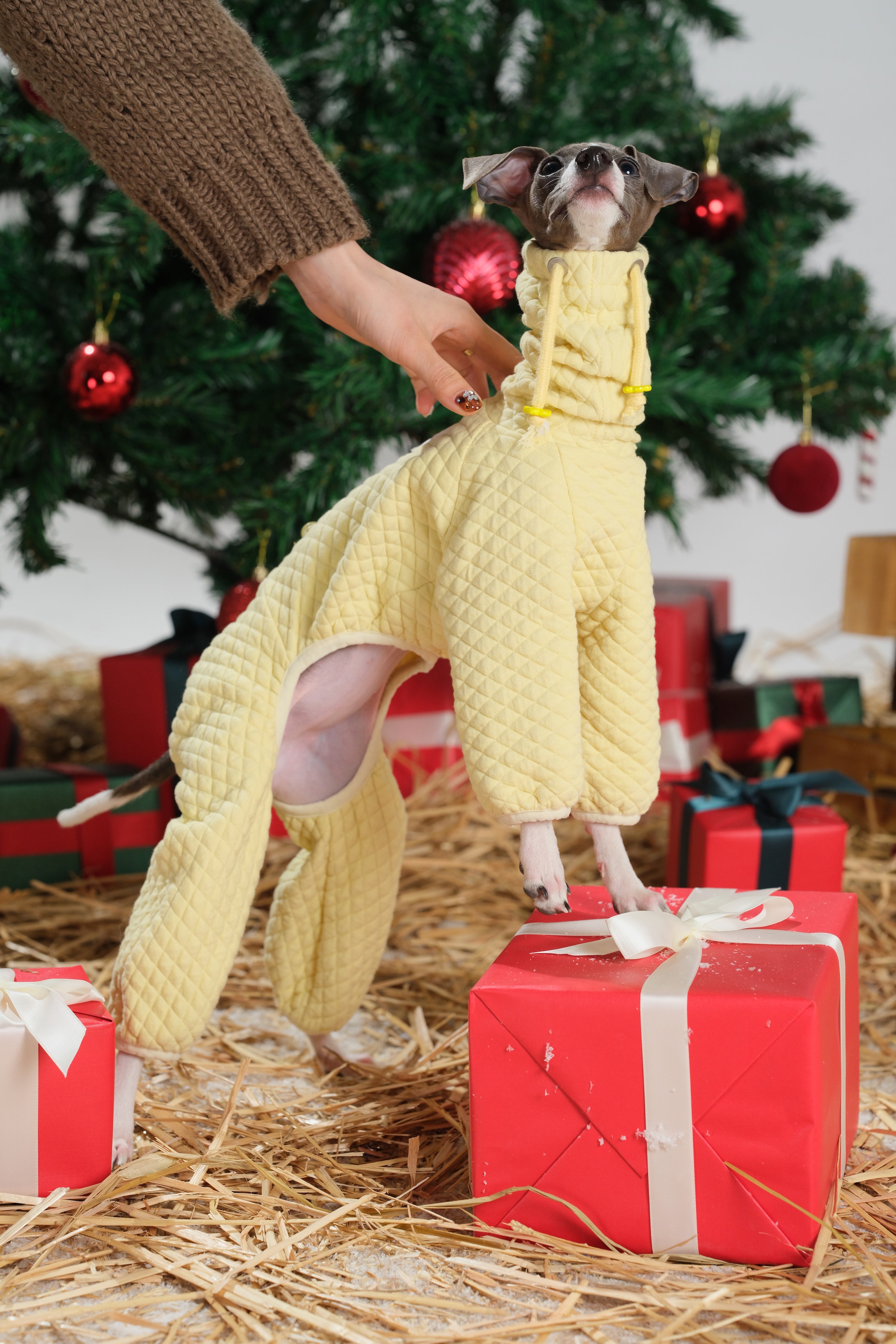 Full-body view of a yellow quilted dog jumpsuit with adjustable neck drawstring, shown on a small dog standing on a gift box