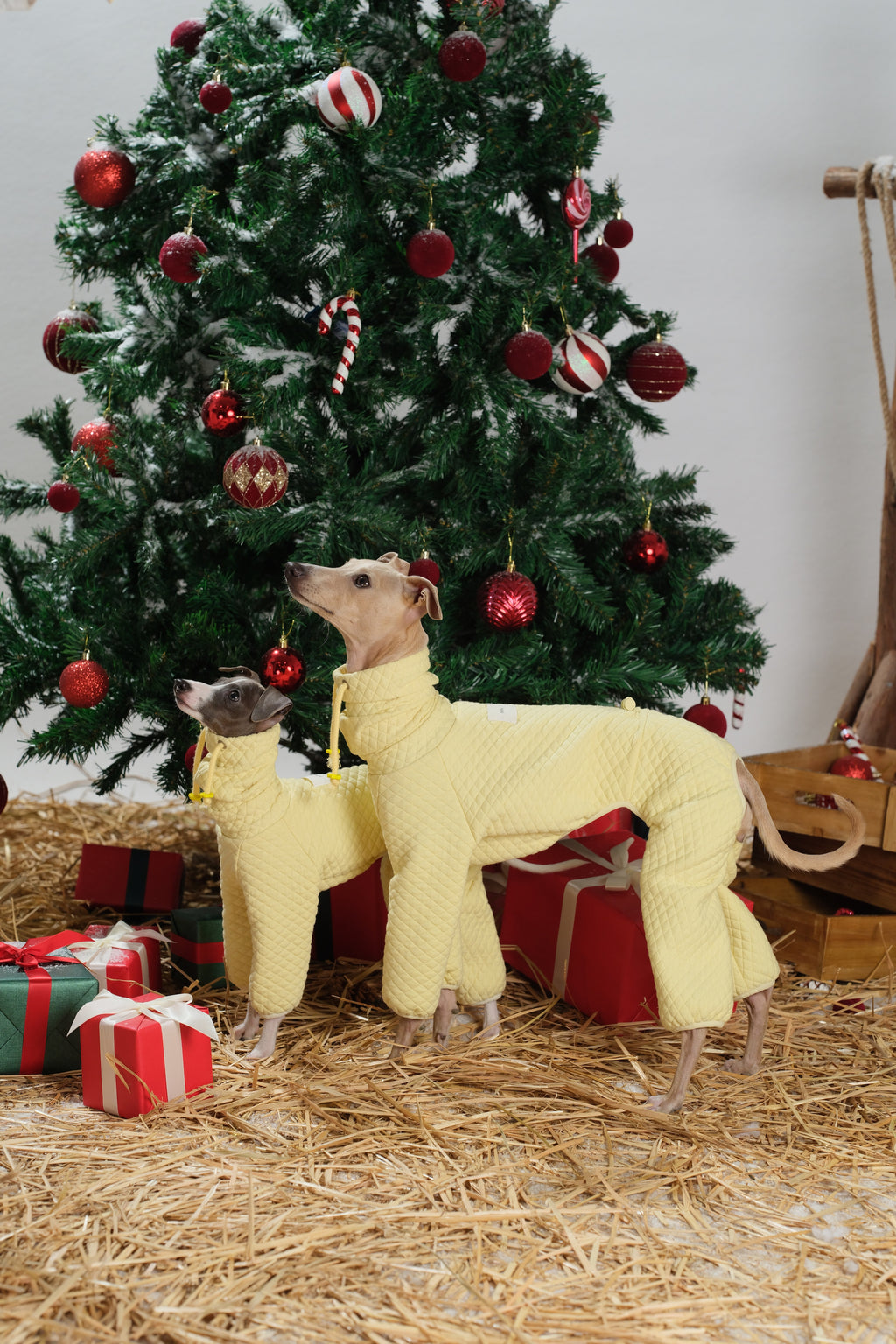 Two dogs wearing yellow padded dog jumpsuits shown side by side to display full-body fit.