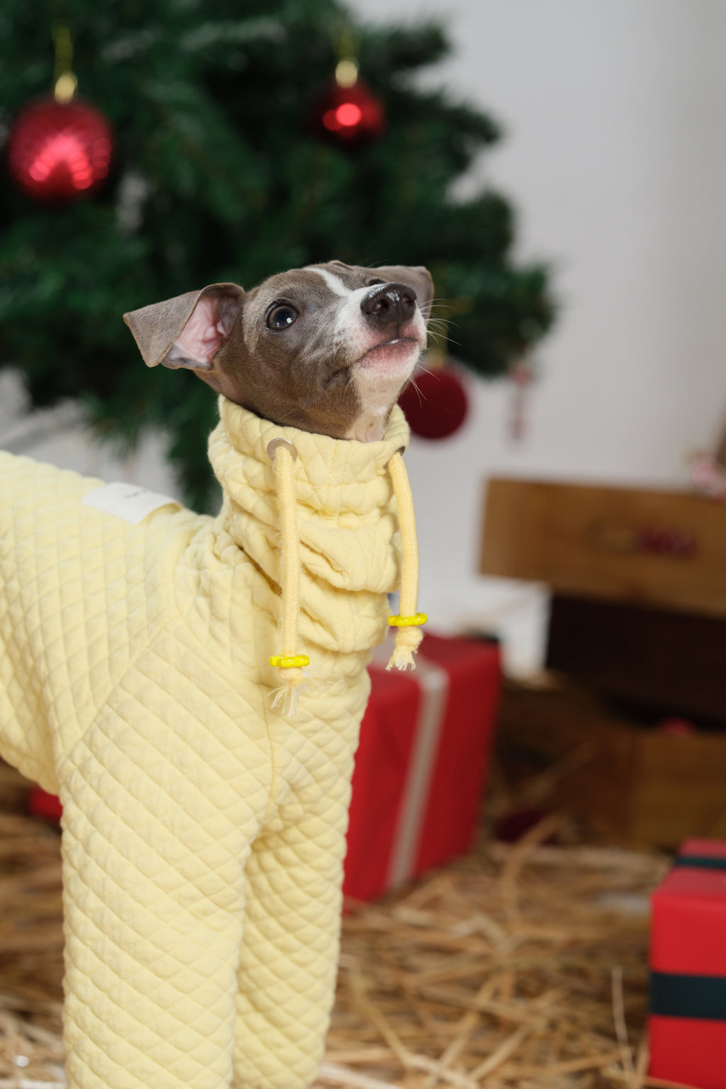 Side profile close-up of a dog wearing a hooded quilted dog jumpsuit.
