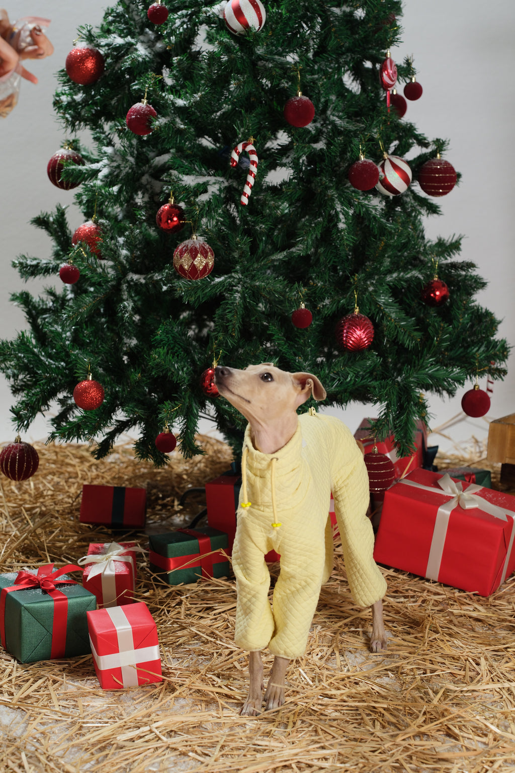 Dog wearing a full-body dog jumpsuit standing among holiday gift boxes and straw decor