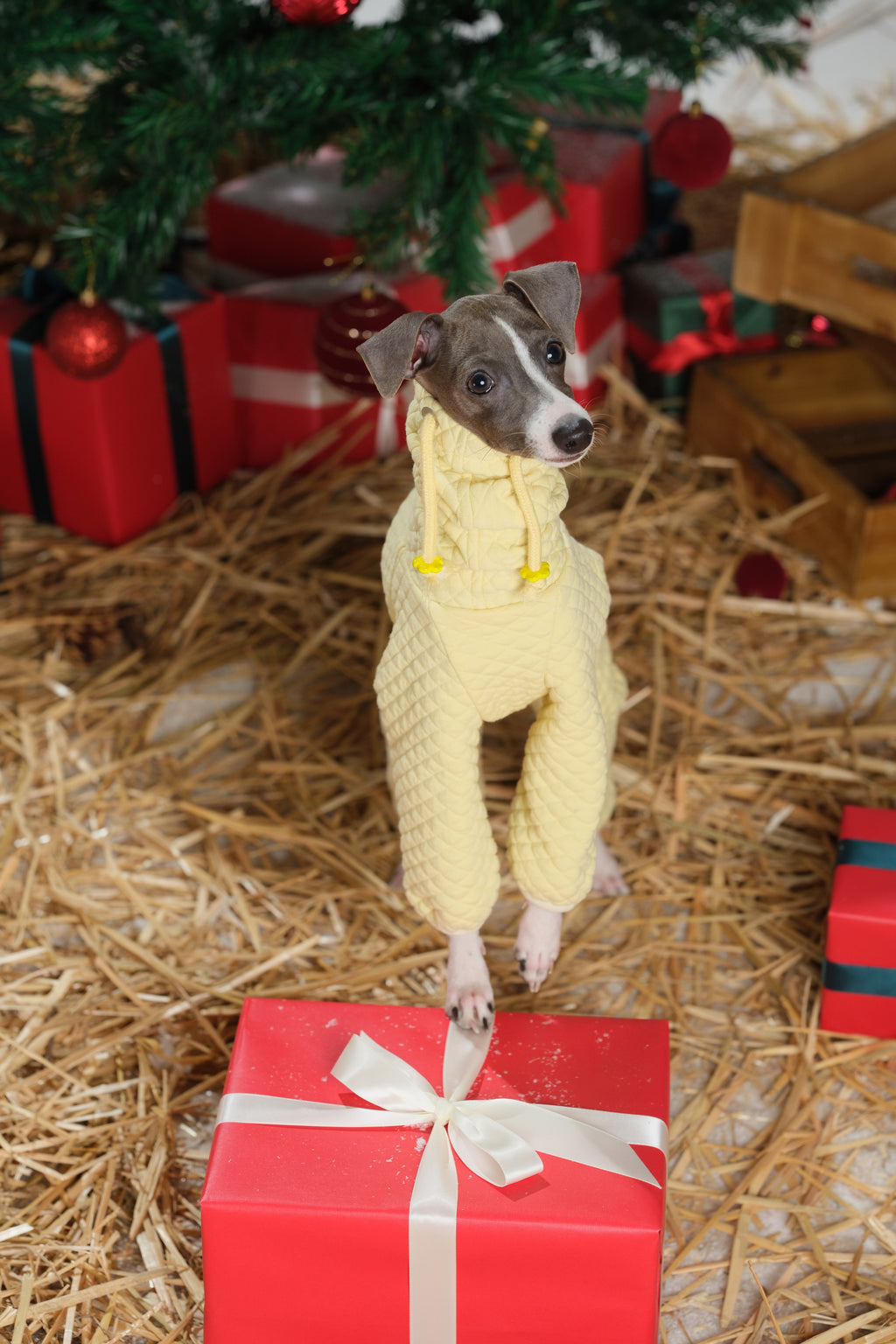 Small dog wearing a yellow quilted dog jumpsuit standing on straw next to a red gift box under a Christmas tree