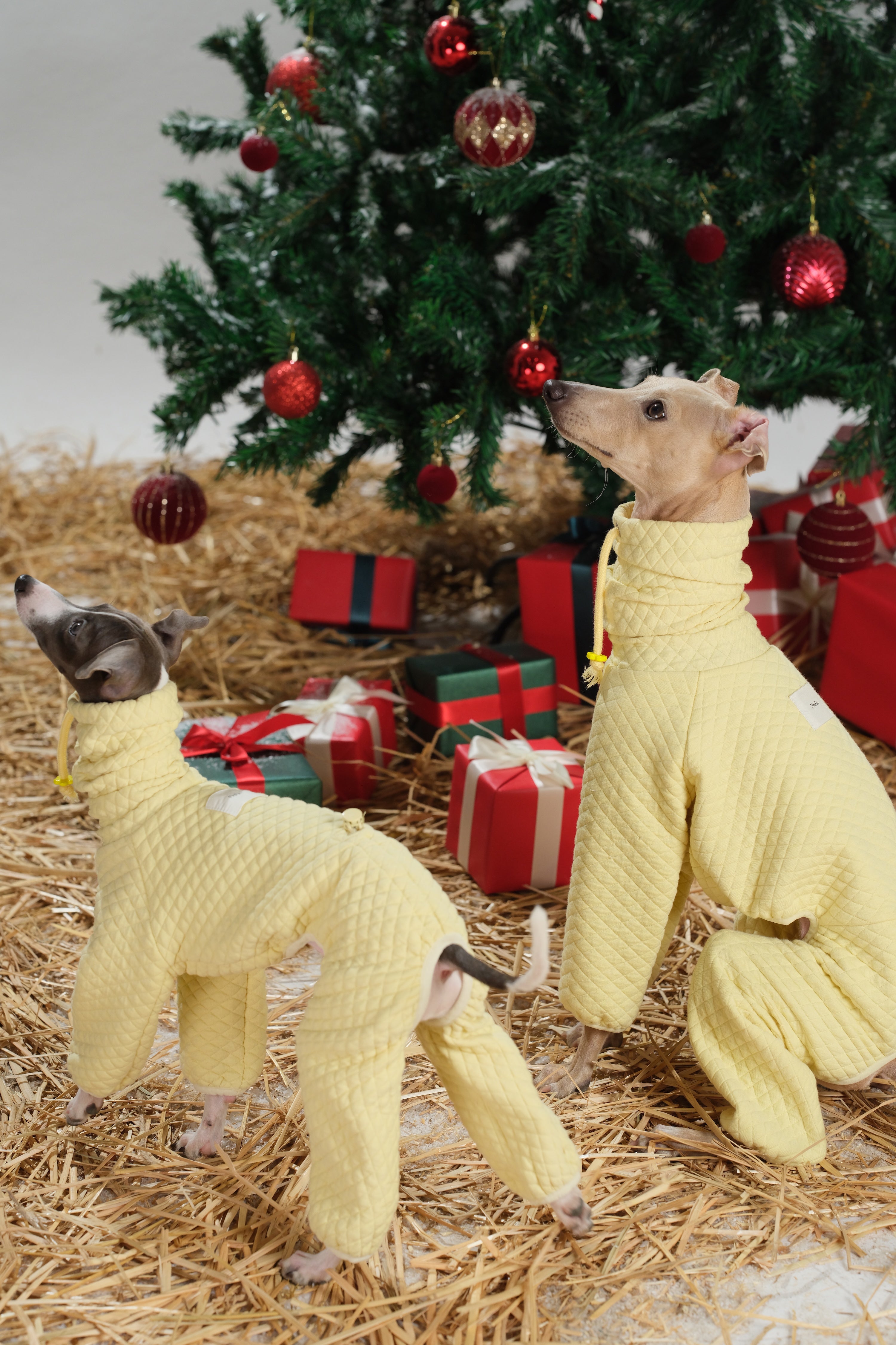 Two dogs in quilted winter dog jumpsuits looking upward together in a festive scene.
