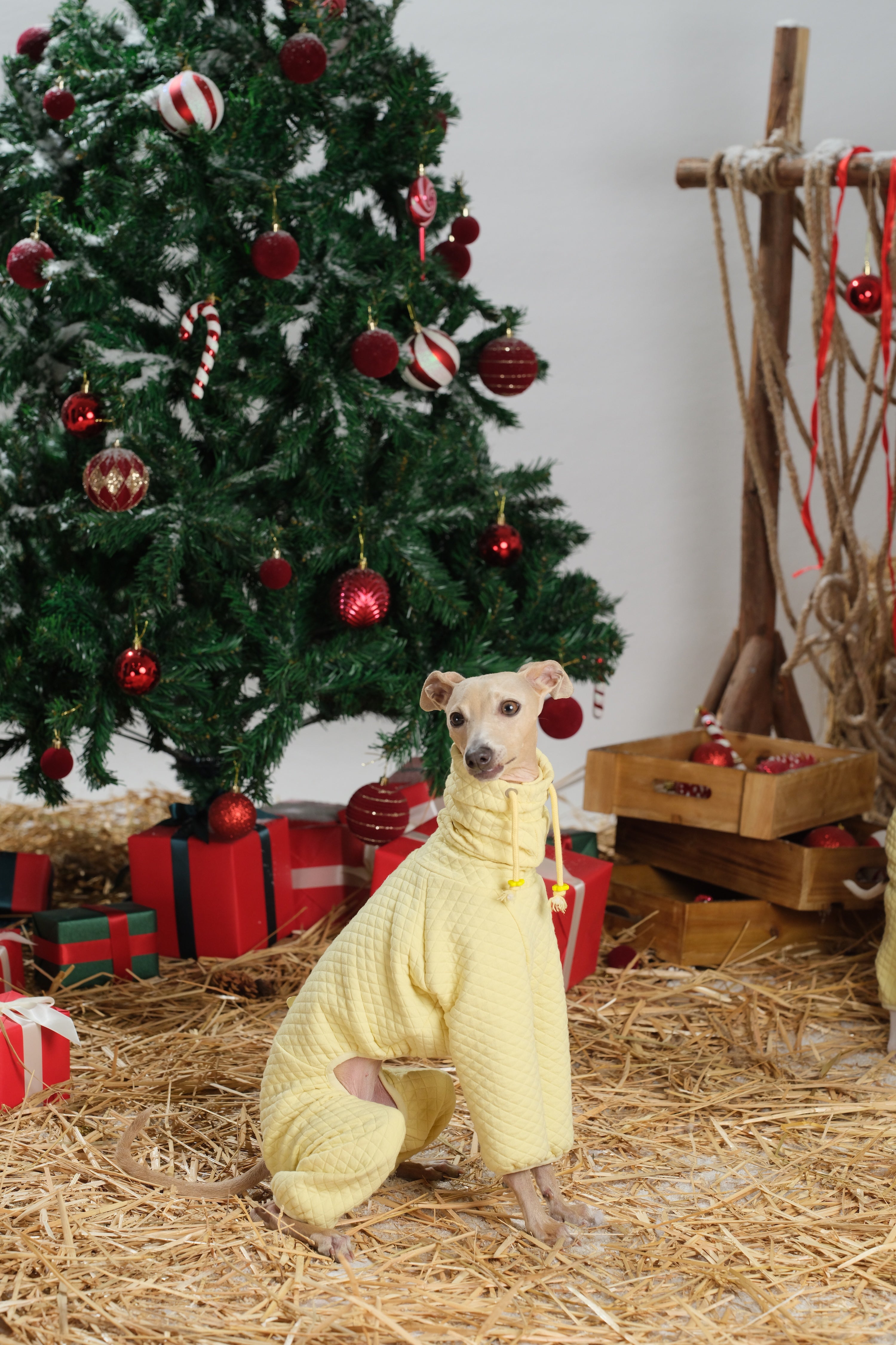 Dog sitting calmly while wearing a quilted dog jumpsuit with hood and drawstring